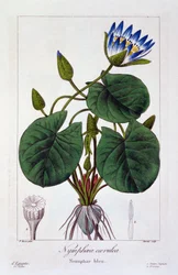 Nymphaea caerulea, 1836 (handkolorierte Gravur)